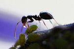 An Ant Relishing Honey Dew